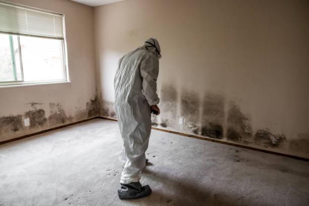 Mold Odor Removal Services in Holiday Island, AR